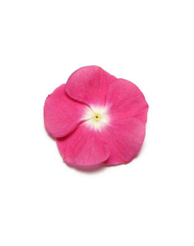 Vinca Pacifica Halo Magenta Xp Seeds