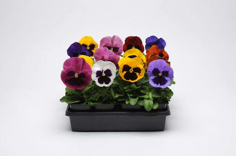 Pansy Matrix Blotch Mixed Seeds