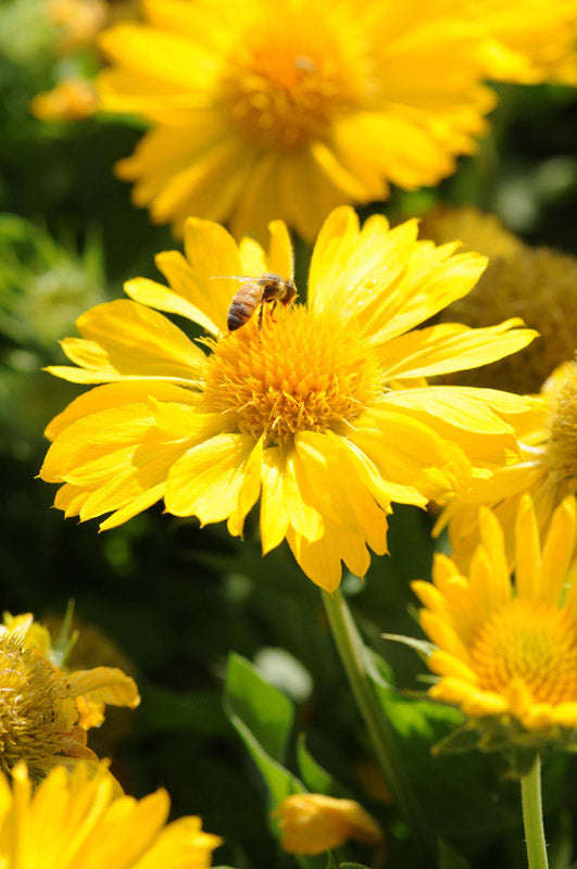 Gaillardia F1 Mesa Yellow Seeds