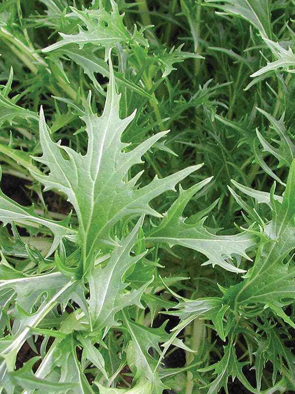 Mizuna Seeds