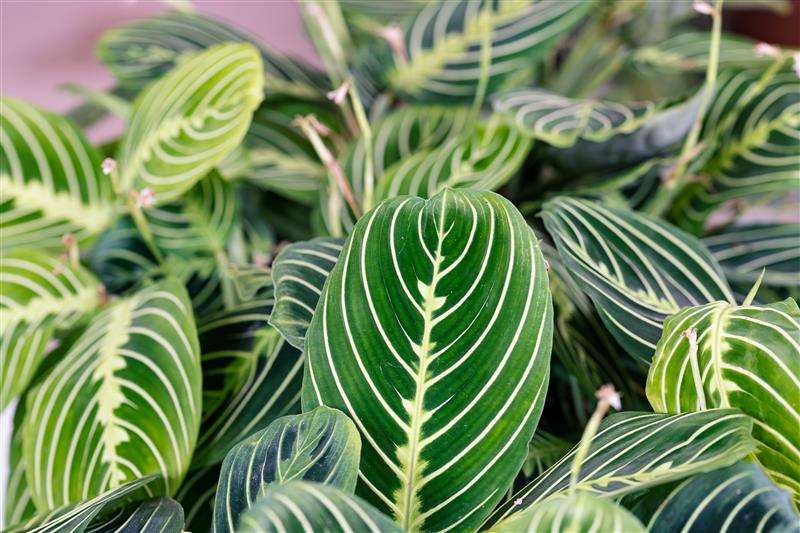 Maranta Leuconeura Lemon Lime Seedlings
