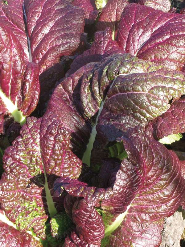 Mustard Red Giant Seeds