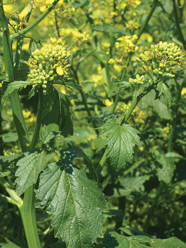 Mustard Yellow Seeds