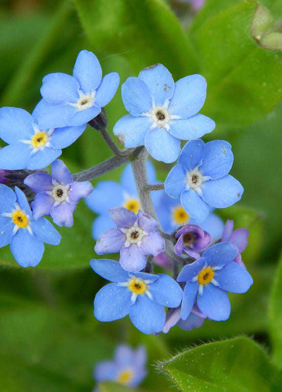 Myosotis Forget Me Not Blue Seeds