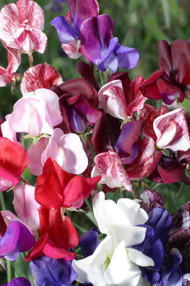 Sweetpea Old Spice Mixed Seeds