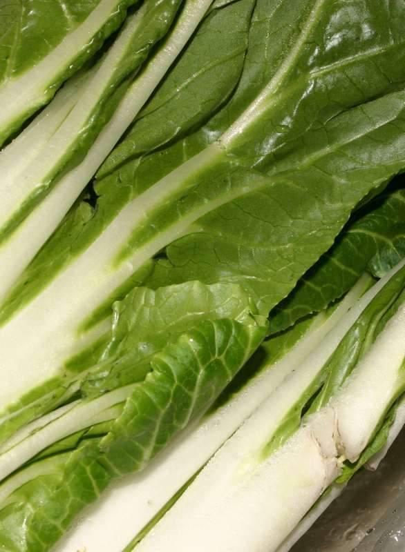 Pak Choi White Stemmed Seeds