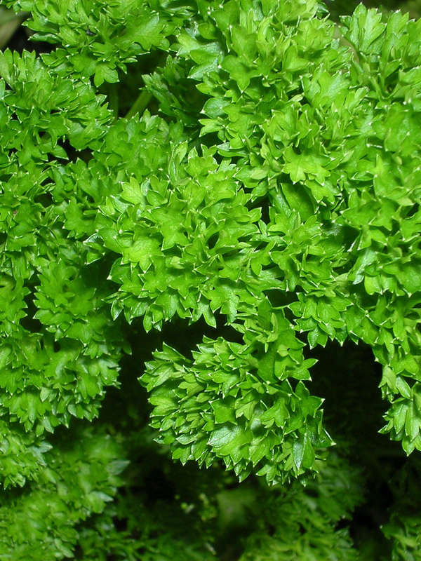 Parsley Champion Moss Curled Seeds