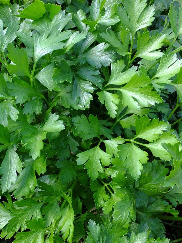 Parsley Plain Flat Leaf Seeds