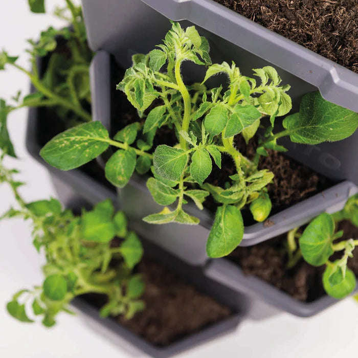 PAUL POTATO (Stackable 4 Level Grow Pot) + Incl Seed Potatoes