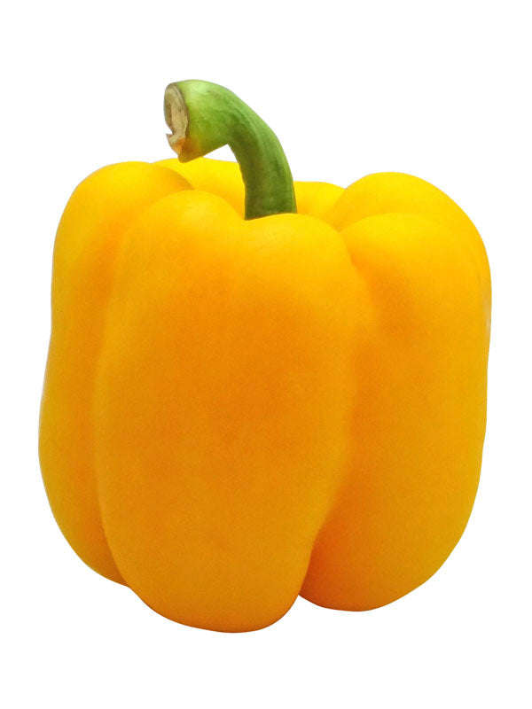 Capsicum Kavango - Yellow Bell Pepper Seed
