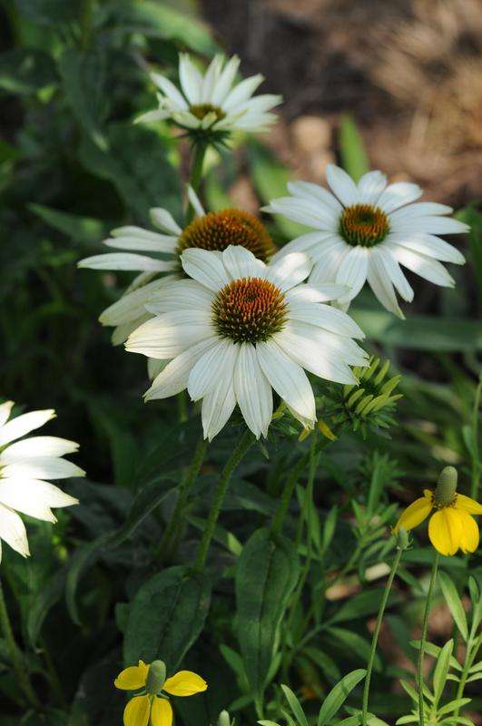 Echinacea Powwow White Seeds