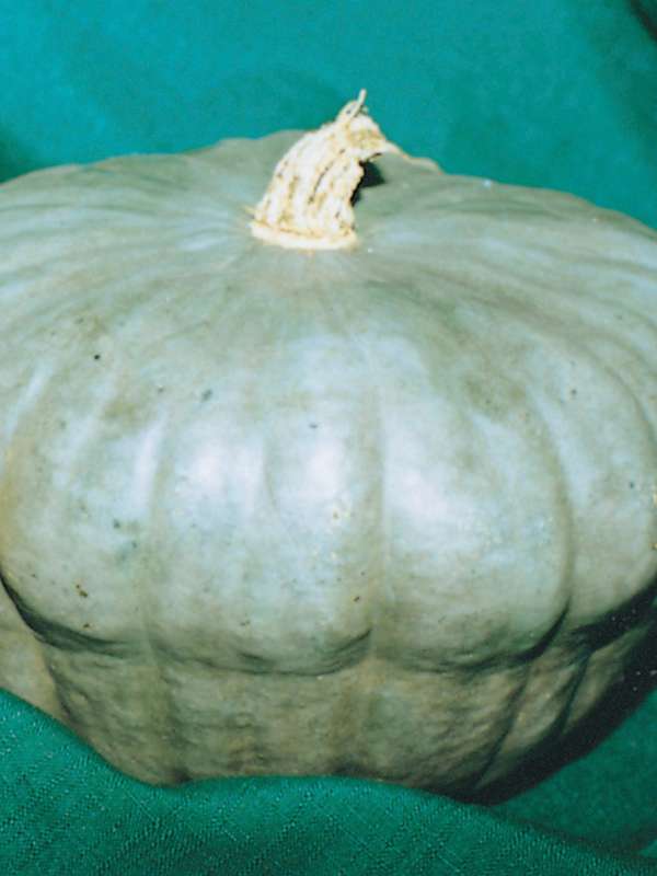 Pumpkin Queensland Blue Seeds