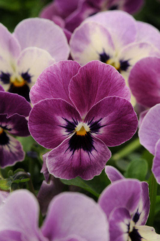 Viola Sorbet Raspberry Xp Seeds