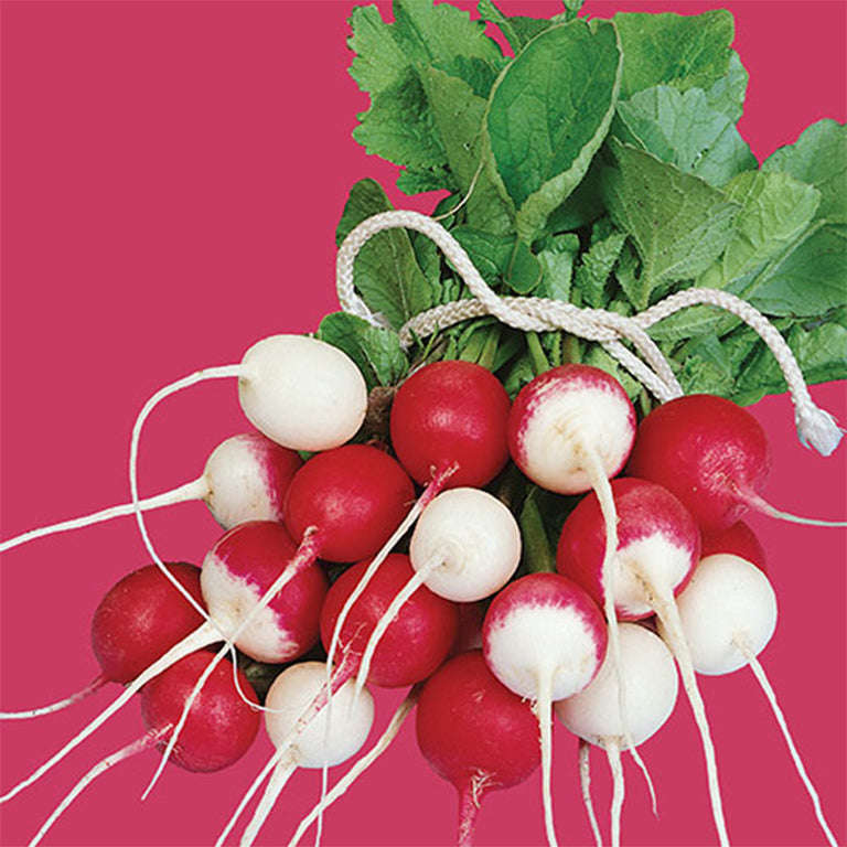 Radish Confetti Blend Seeds