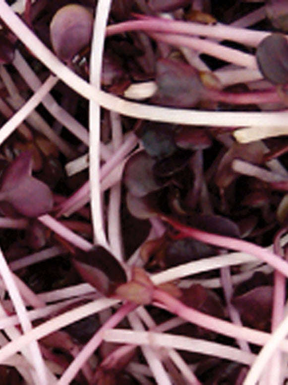 Radish Japanese Red Daikon Sango Seeds
