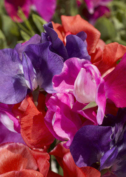 Sweetpea Cupid Mix Seeds