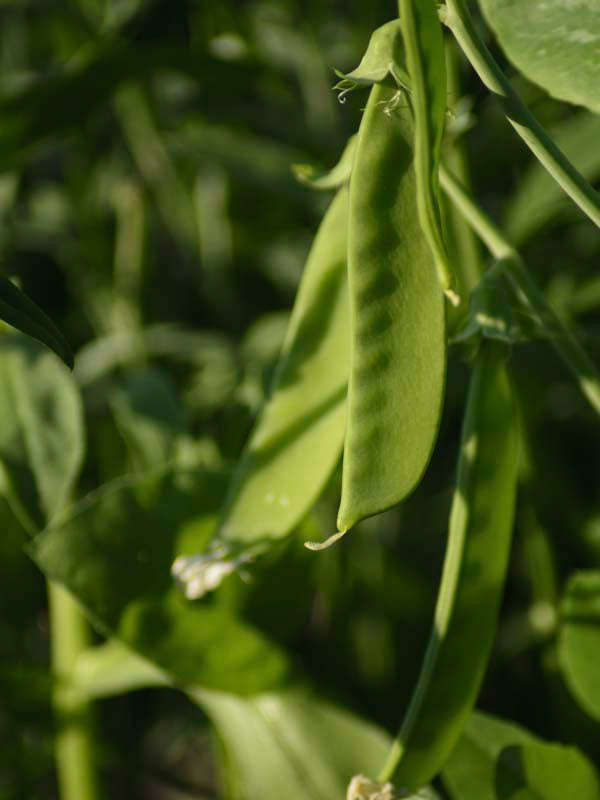 Peas Oregon Sugar Pod Ll Seeds