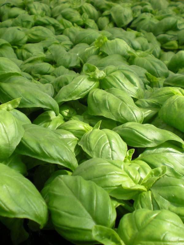 Basil Sweet Genovese Seeds