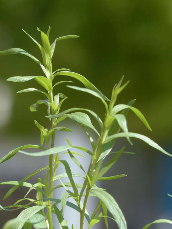 Tarragon (Russian) Seeds