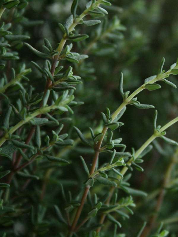 Thyme Winter Seeds