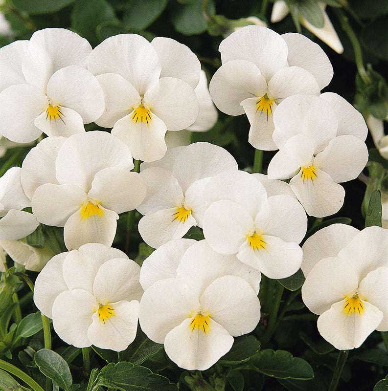 Viola Sorbet White Xp Seeds