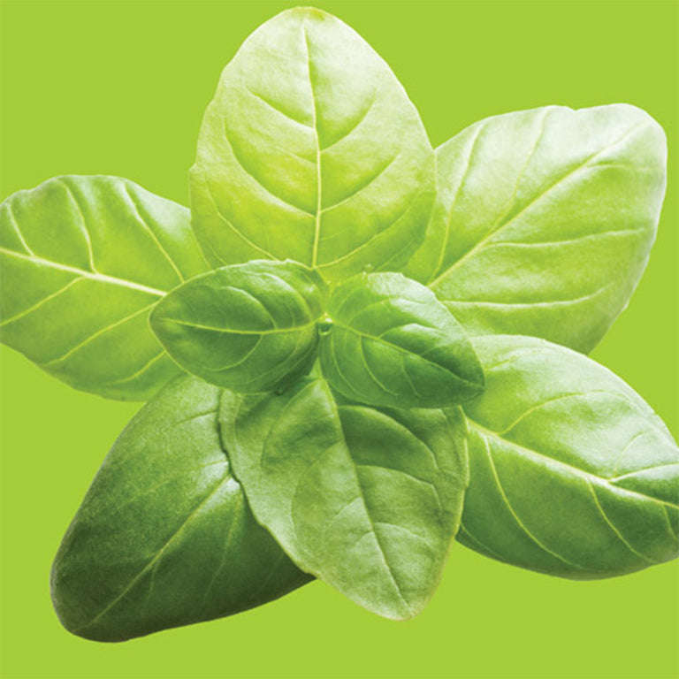 Basil Lime Seeds