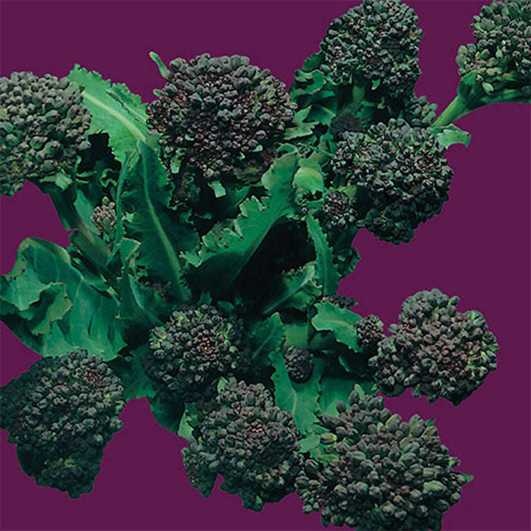 Broccoli Raap Spring Rapini Seeds