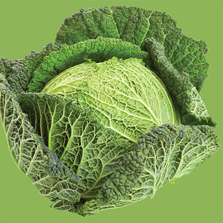 Cabbage Savoy Seeds
