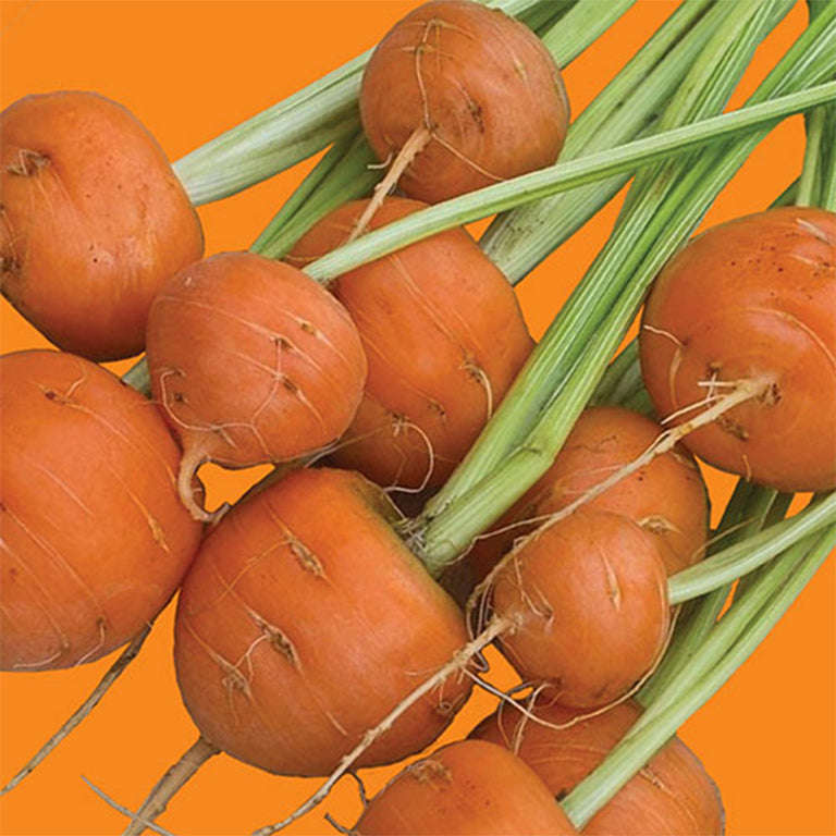 Carrot Parisian Seeds