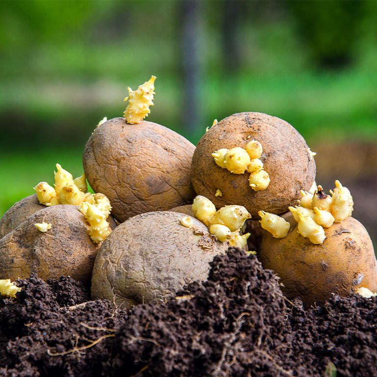 Valor Seed Potatoes, 10 per bag