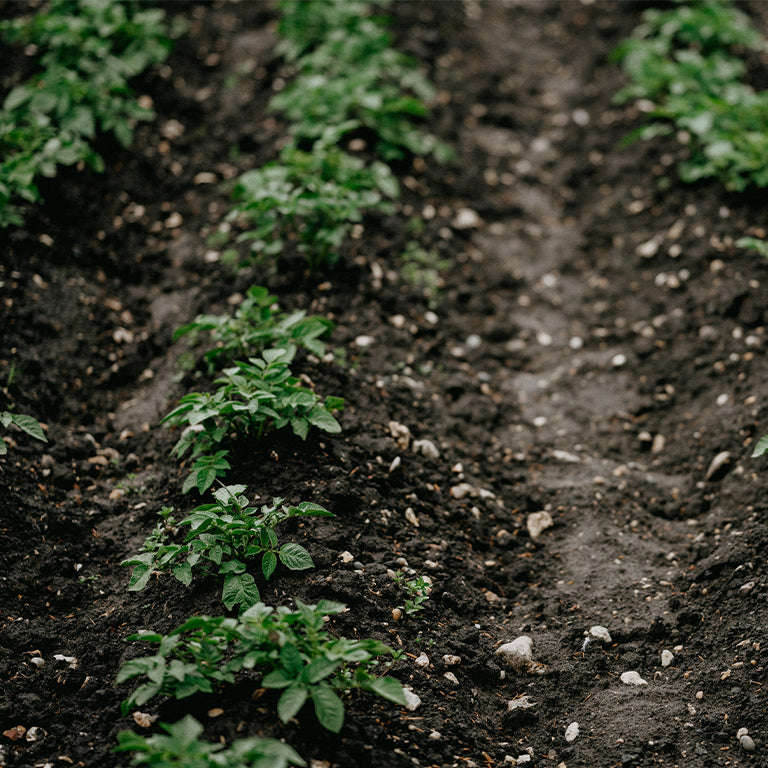 Valor Seed Potatoes, 10 per bag