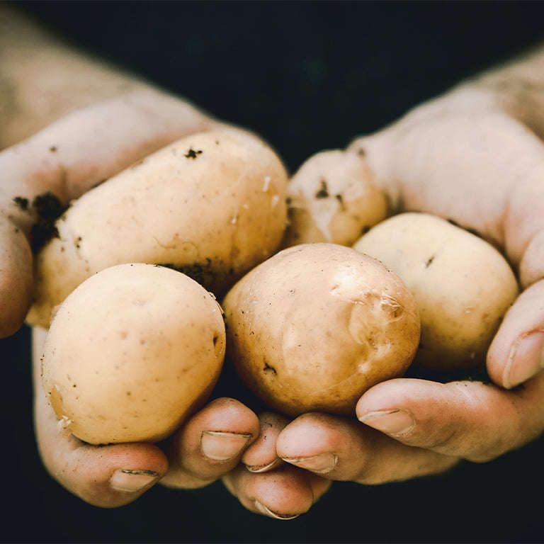 Mondial Seed Potatoes, 10 per bag