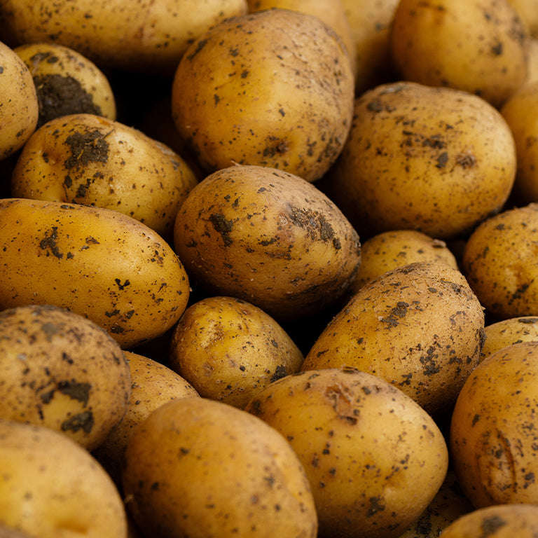 Sifra Seed Potatoes, 10 per bag (Buy 1 Get 1 FREE)