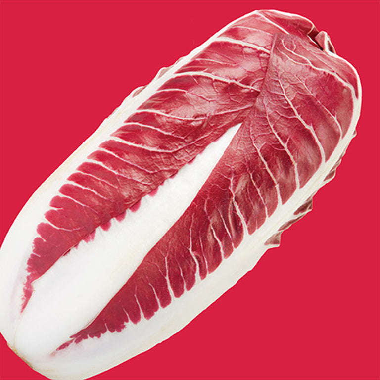 Radicchio Red Treviso Seeds