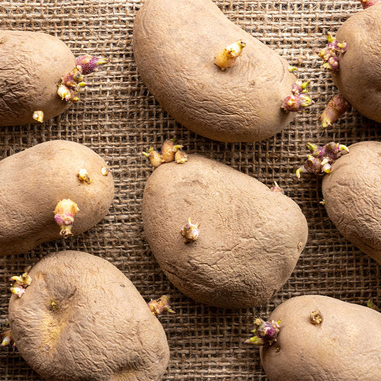 Foxy Seed Potatoes, Bulk Packs (5kg, 10Kg & 20Kg)