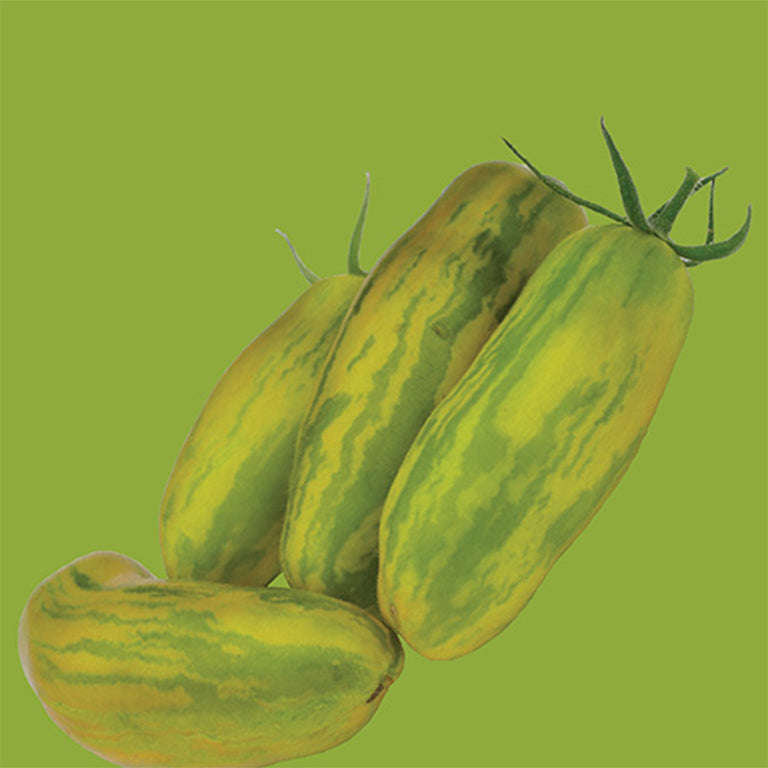 Tomato Green Sausage Seeds