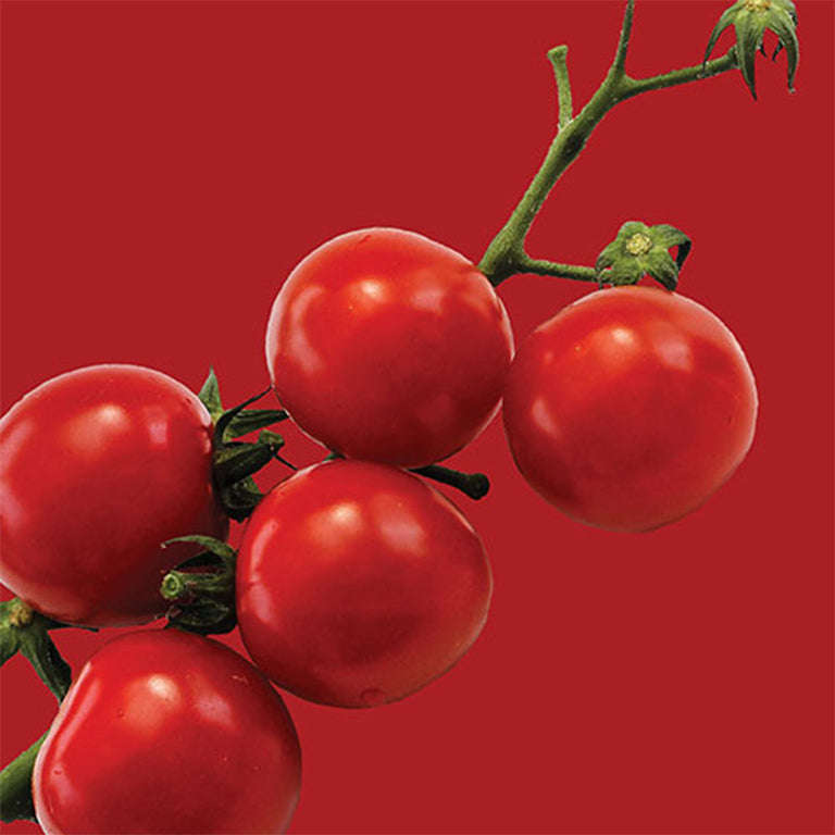 Tomato Principe Borghese Seeds
