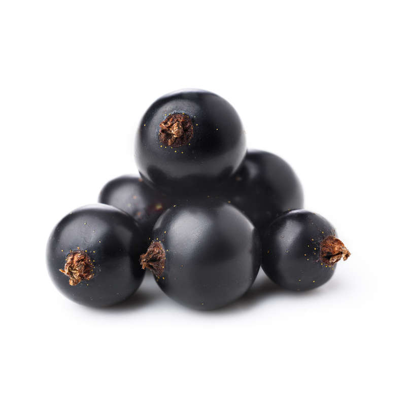 Black Currant Concentrate (REKA)