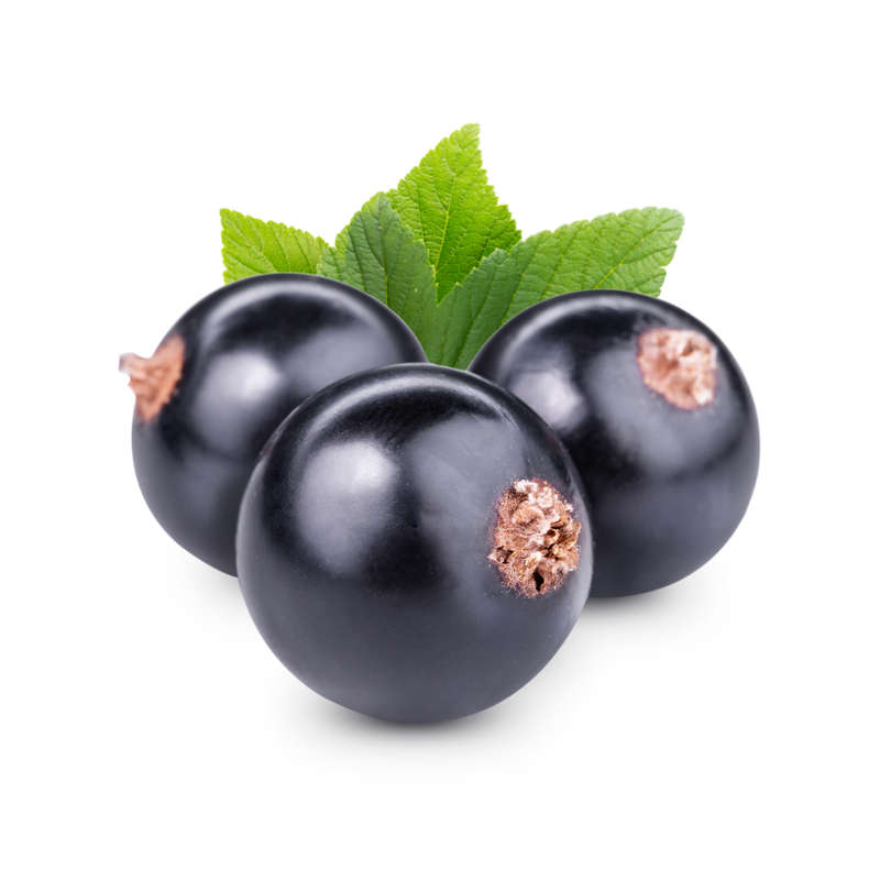 Black Currant Concentrate (CAP) SL