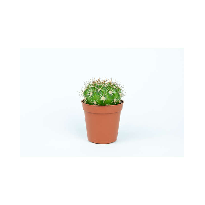 Cactus Concentrate (INW)