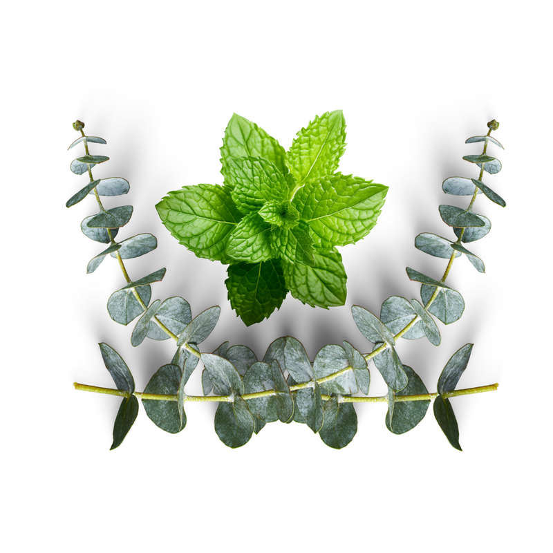Eucalyptus and Mint Concentrate (INW)