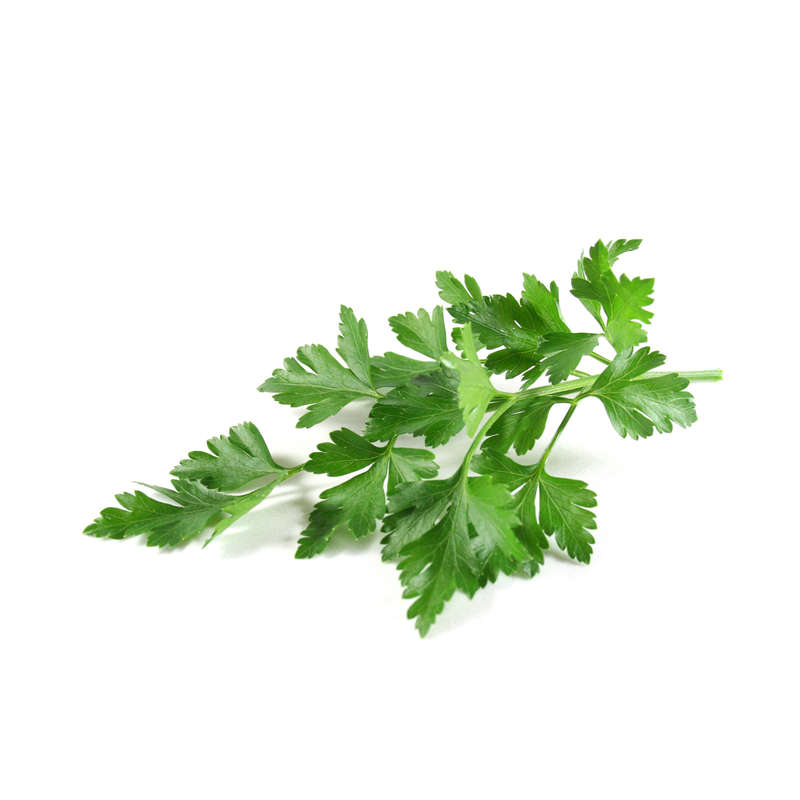 Lovage Root** Concentrate (FLV)