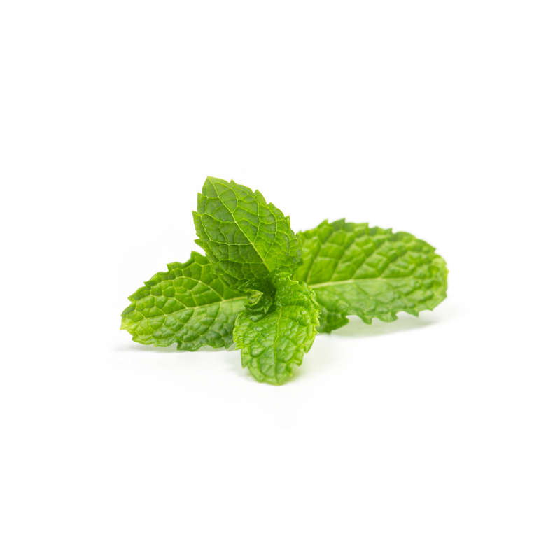Menthol Concentrate (CAP)