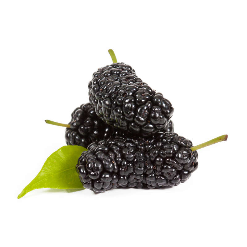 Mulberry Concentrate (FA)