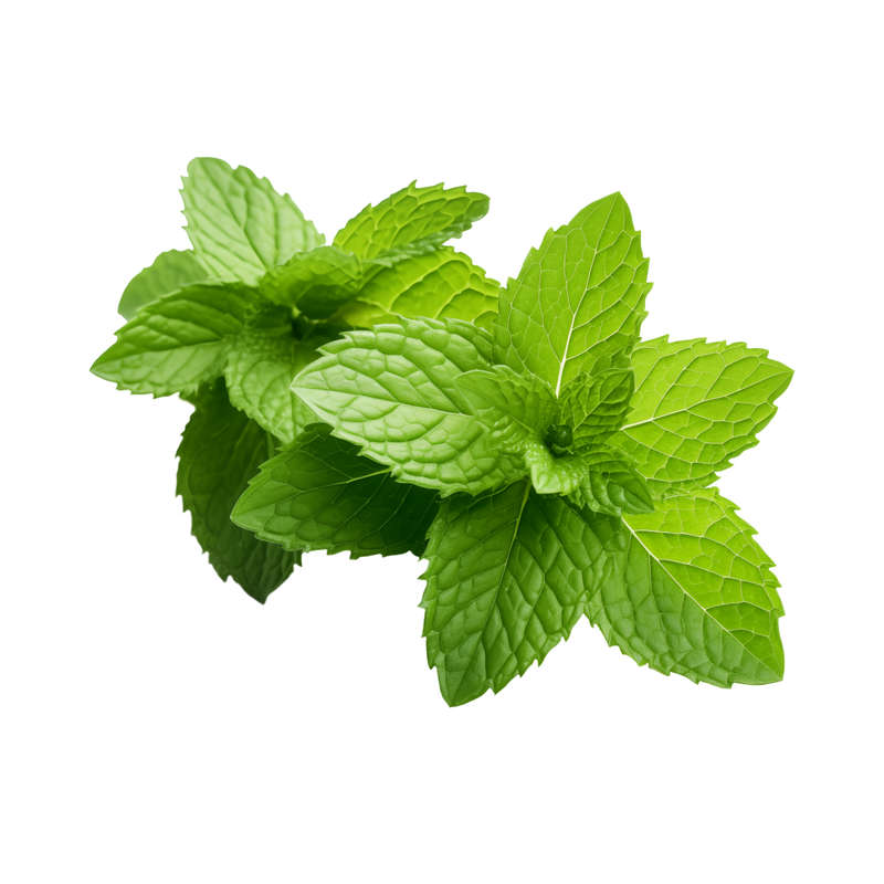 Peppermint Concentrate (FA)