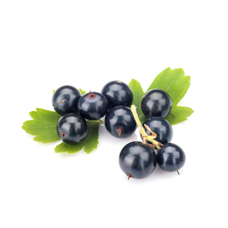 Sharp Blackcurrant (MB)