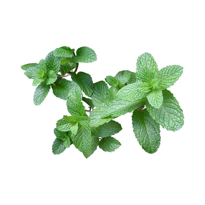 Spearmint Concentrate (FA)