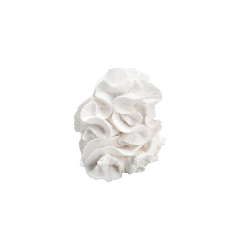 Whipped Cream Concentrate (FW)