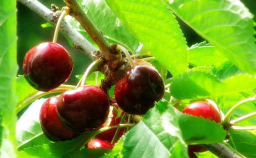 Cherry Concentrate (FA) - 10ml