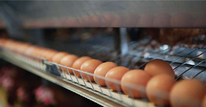 Imali 96 Bird Egg Laying Cage